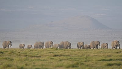 Kenya: Recent elephant deaths thought to be linked to pesticides