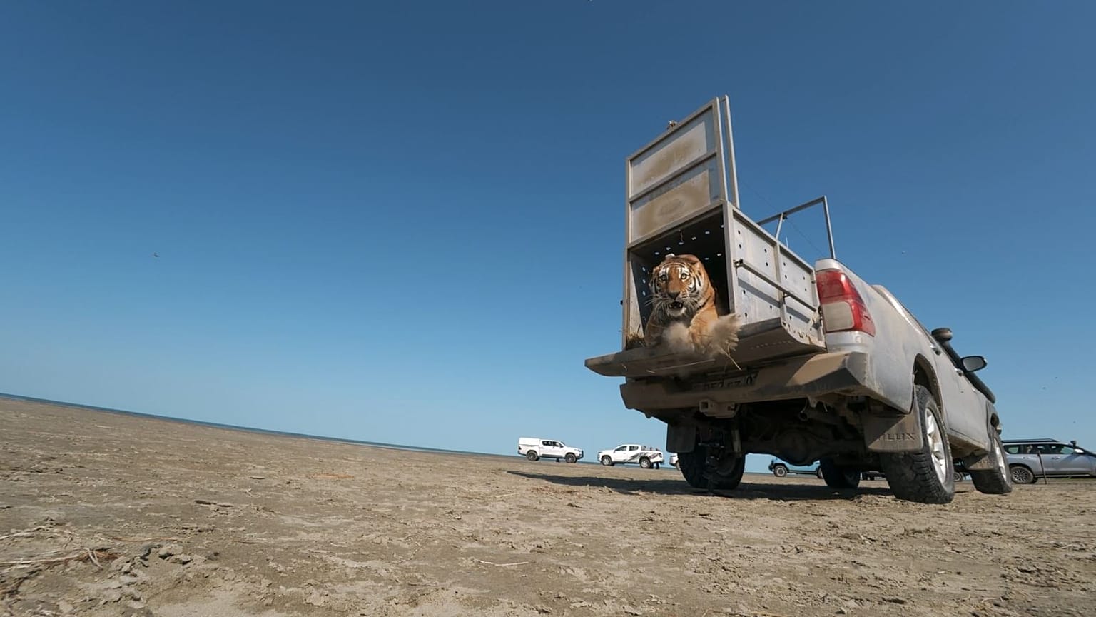 Kazajistán libera tigre de Amur en la naturaleza para recuperar la extinta especie de Turán