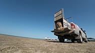 Kazakhstan has released Amur tiger into the wild to help restore the extinct Turan species