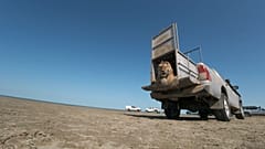 Cazaquistão liberta tigre-de-amur na natureza para ajudar a recuperar espécie turan extinta