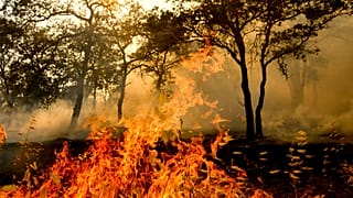 Flammen verschlingen die Vegetation.