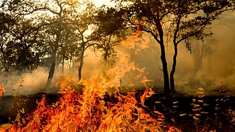 Flames devour the vegetation.