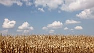 Moins de pesticides et d’eau… Des agriculteurs alsaciens parient sur les légumineuses