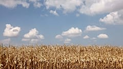 Reduzem pesticidas e água: agricultores da Alsácia apostam nas leguminosas