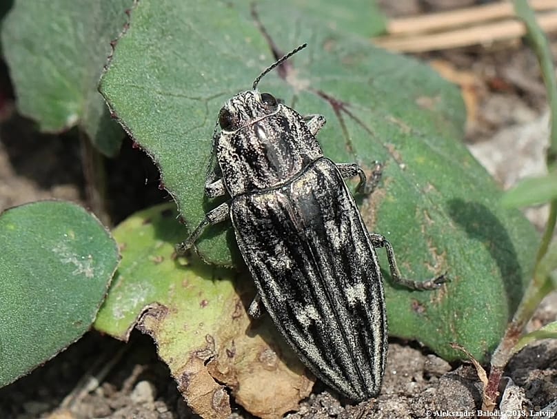 Escarbajo joya del pino negro, especie pirófila