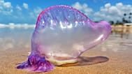 Portugiesische Galeere gestrandet am Strand (Gattung Physalia).