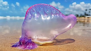 Una caravella portoghese arenata su una spiaggia (specie Physalia).