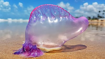 Una carabela portuguesa varada en una playa (especie Physalia).