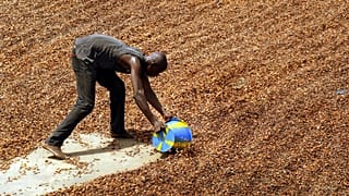 Côte d’Ivoire : le gouvernement boucle le rachat de 100 000 tonnes de cacao