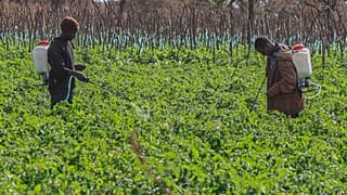 Kenyan farmers reject cyanide claims after 15 elephants die in Amboseli