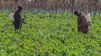 Kenyan farmers reject cyanide claims after 15 elephants die in Amboseli