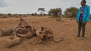 Kenya : la mort de 15 éléphants dans un parc fait polémique