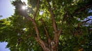 Un albero centenario a Ogden, Utah, fotografato nel 2018
