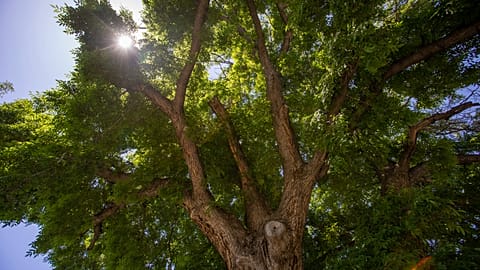 A hundred-year-old tree in Ogden, Utah, photographed in 2018