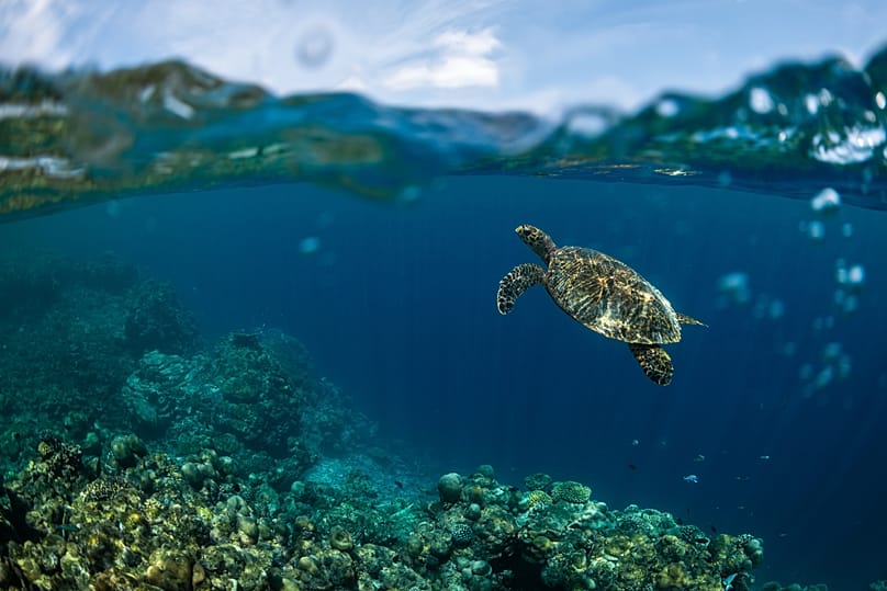 A hawksbill turtle swims at Addu Nature Park, a protected UNESCO Biosphere Reserve, off the coast of Addu City, Maldives, Feb. 23, 2026. 