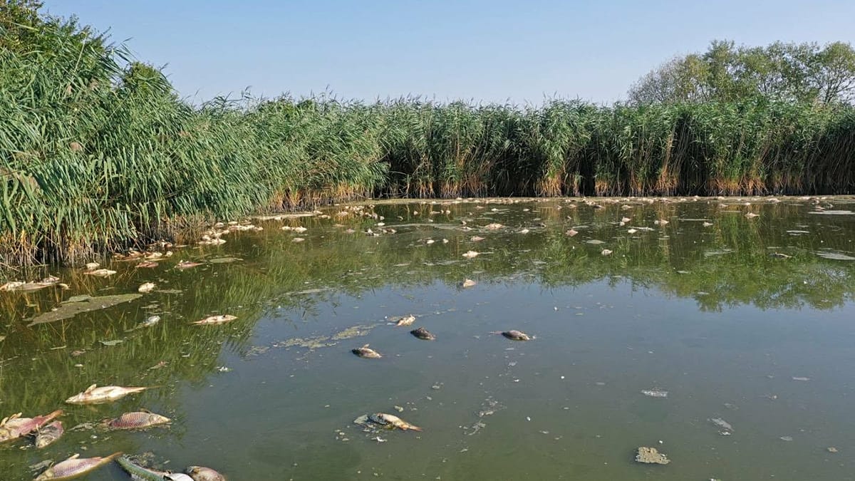 Hungria: seca e escassez de água provocam a morte de toneladas de peixes de aquacultura