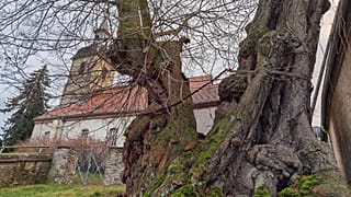 Prangerlinde im Dorf Großpörthen, Sachsen-Anhalt