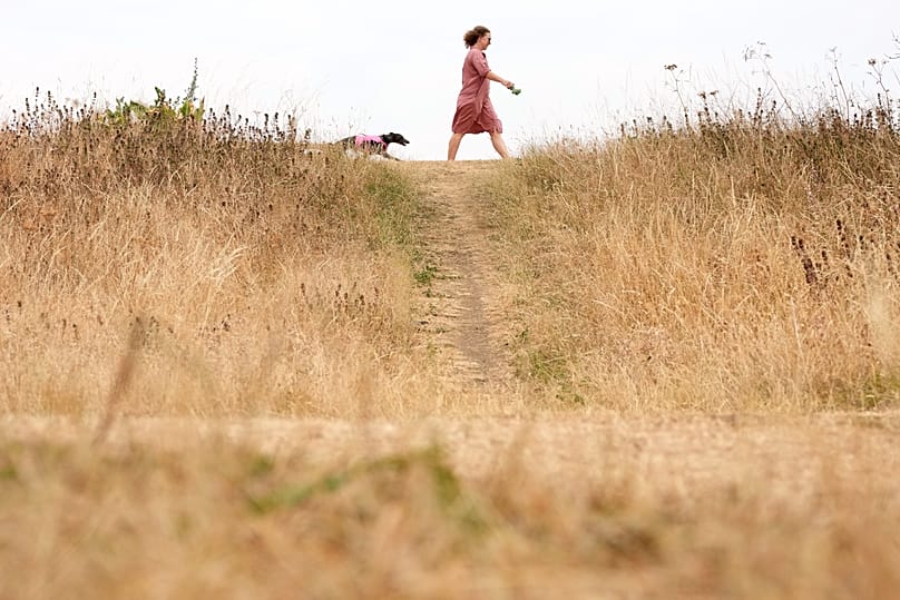 A dog walker walks through dried vegetation in a park, amid drought conditions in London, Tuesday, 4 August 2026.