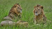 Journée mondiale du lion : au Kenya, les fauves face à la perte de leur habitat