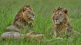 Journée mondiale du lion : au Kenya, les fauves face à la perte de leur habitat