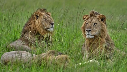 Journée mondiale du lion : au Kenya, les fauves face à la perte de leur habitat
