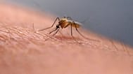 A mosquito feeds on a technician at the Salt Lake City Mosquito Abatement District on July 26, 2023, in Salt Lake City. 