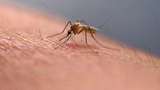 Комар сосёт кровь у техника в службе по борьбе с комарами Солт-Лейк-Сити 26 июля 2023 года в Солт-Лейк-Сити.