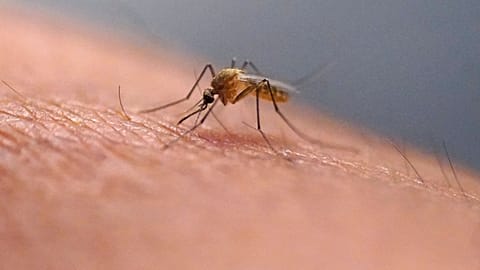 A mosquito feeds on a technician at the Salt Lake City Mosquito Abatement District on July 26, 2023, in Salt Lake City. 