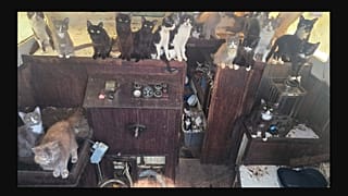 Кадр с лодки, переполненной кошками.