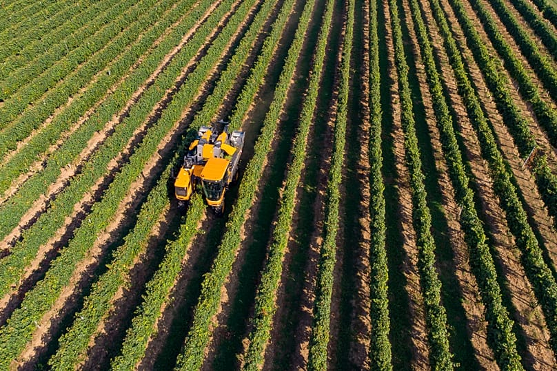 An early type of grape is harvested in a in Ordacsehi, 12 August, 2019