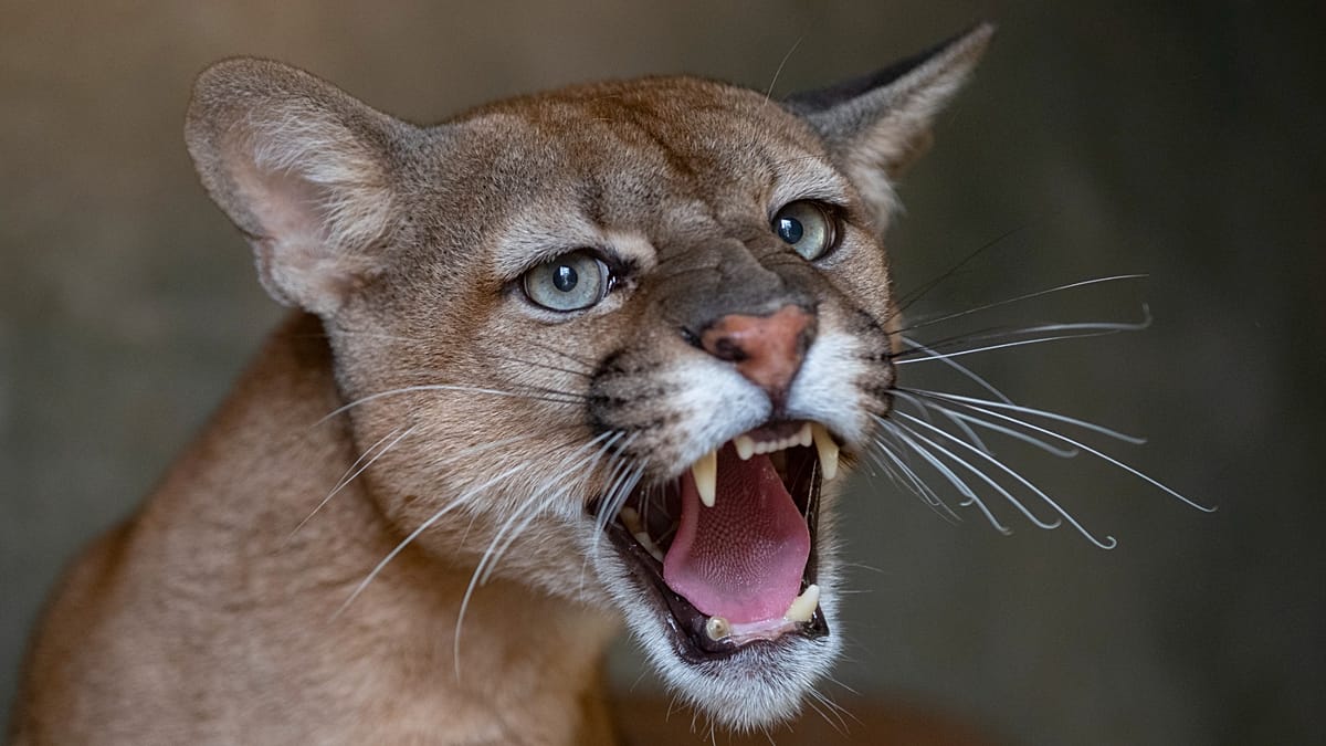 Residents in northern Poland told to be cautious after reports of possible puma in area