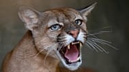 A puma growls from inside its cage at the Mata Ciliar NGO in Jundiai, 20 October, 2020