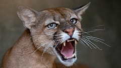 A puma growls from inside its cage at the Mata Ciliar NGO in Jundiai, 20 October, 2020