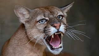 A puma growls from inside its cage at the Mata Ciliar NGO in Jundiai, 20 October, 2020