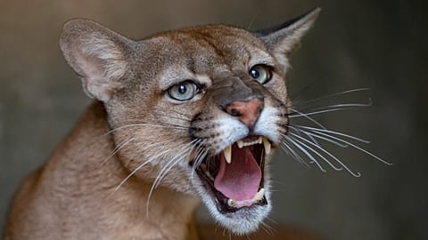 A puma growls from inside its cage at the Mata Ciliar NGO in Jundiai, 20 October, 2020
