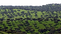 Zdjęcie drzew oliwnych w pobliżu Alquevy, na południu Portugalii.