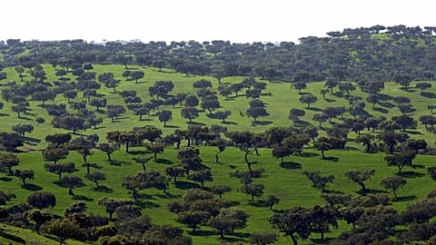 An image of olive trees near Alqueva, in southern Portugal.