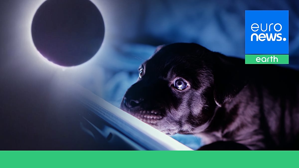 Anxious dogs and silent birds: What happens to animals during a total solar eclipse?