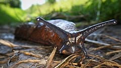 Las babosas españolas entran en la lista de las 100 especies invasoras más peligrosas de Europa