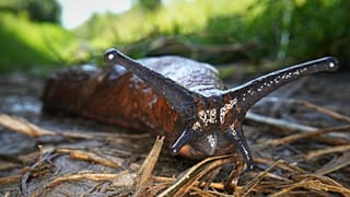 Испанские слизни включены в сотню самых опасных инвазивных видов Европы.