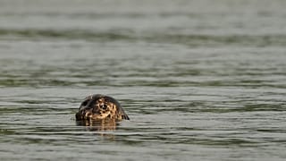 Un phoque commun jette un coup d'œil hors de l'eau à Discovery Park Beach, le mercredi 15 juillet 2026, à Seattle.