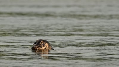 Un phoque commun jette un coup d'œil hors de l'eau à Discovery Park Beach, le mercredi 15 juillet 2026, à Seattle.