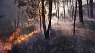 Incendio forestal en La Bañeza, León