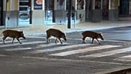 Os javalis foram filmados a atravessar uma passadeira durante a noite pelas ruas de Setúbal