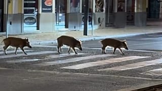 Setúbal : des sangliers traversent un passage piéton la nuit