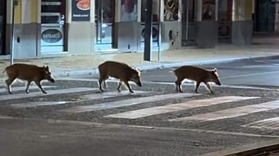 Setúbal sokaklarında gece bir yaya geçidinden geçen yaban domuzları görüntülendi.
