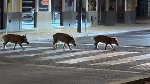 Wild boar were filmed using a pedestrian crossing at night on the streets of Setúbal
