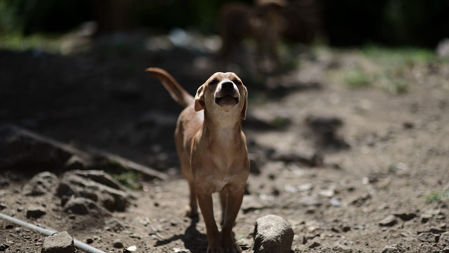 حيوان مهجور