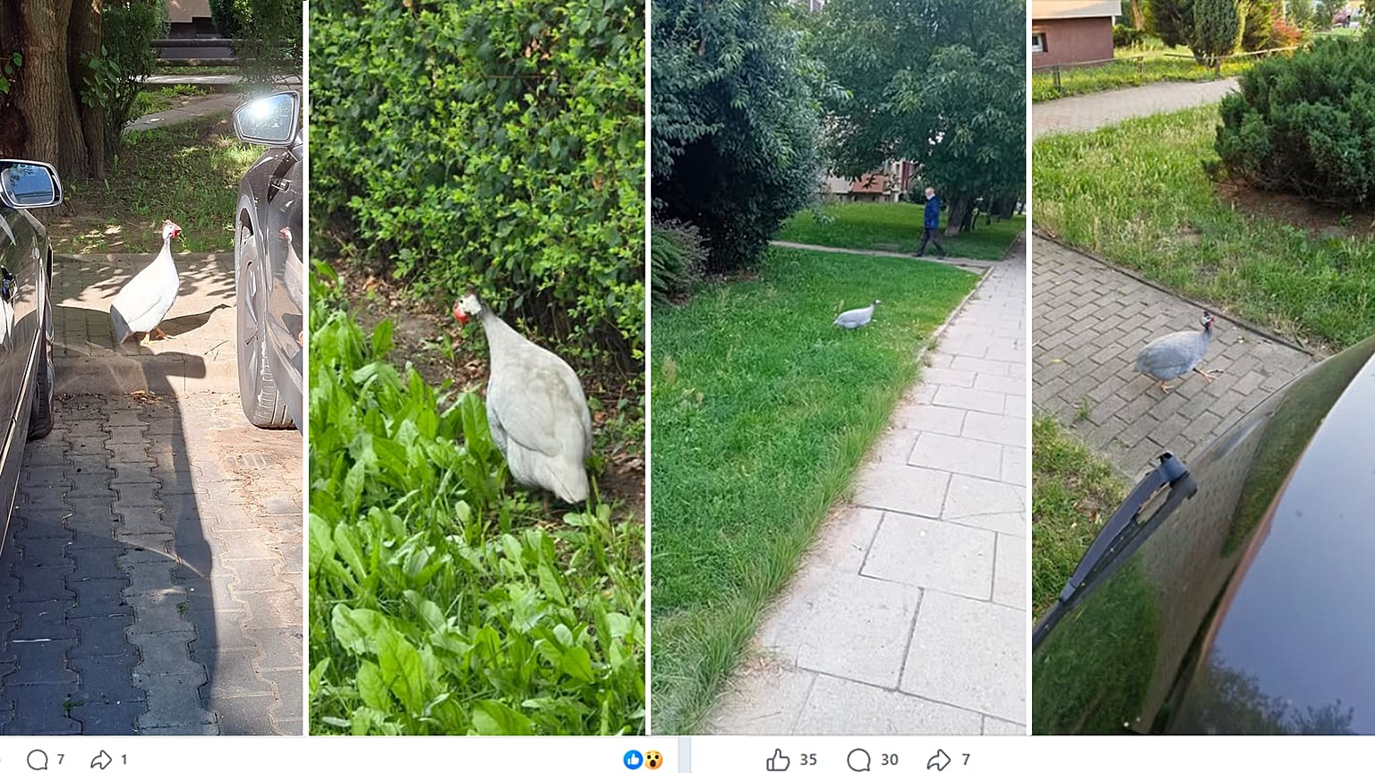 Perliczka ze Szczecina