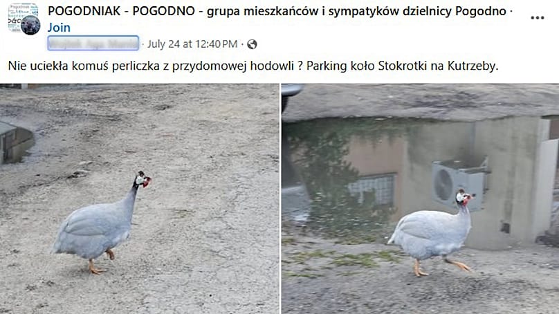 Perliczka na ulicach Szczecina